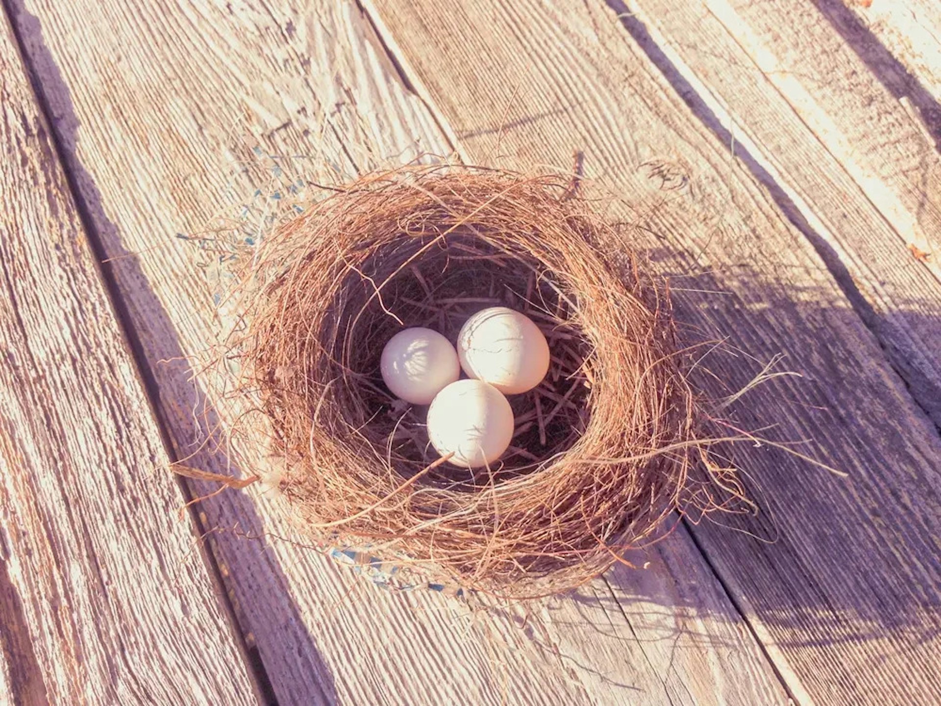 A bird’s nest with three white eggs in it.