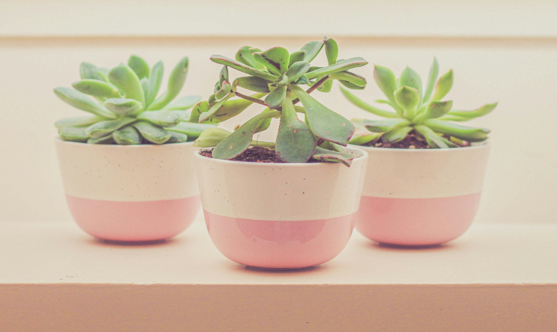 Three small plants in pink and white pots.